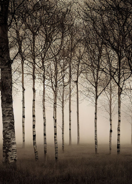 Glasbild 80x120cm Zwielichtiger Birkenwald