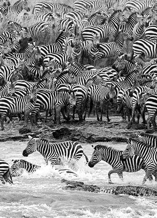 Glasbild 160x80cm Zebras im Wasser