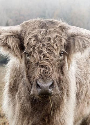 Glasbild 120x80cm Highlander in der Natur