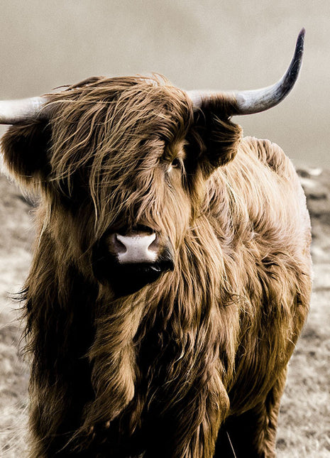 Glasbild 160x110cm Schottischer Highlander