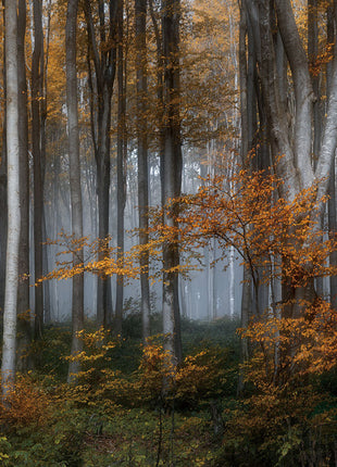 Glasbild 160x110cm Birkenwald