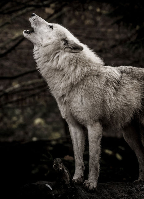 Glasbild 120x80cm Wolf