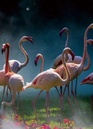 Glasbild 120x80cm Flamingos
