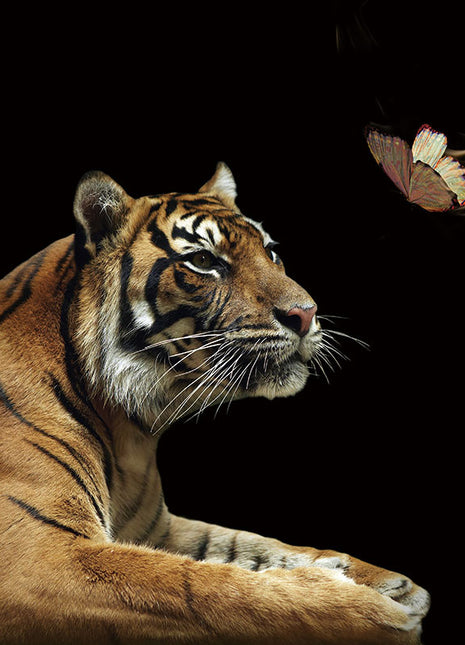Glasbild 120x80cm Tiger mit Schmetterling