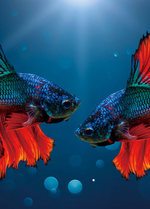 Glasbild 160x80cm Fisch blau/rot