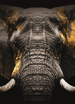 Glasbild 120x80cm Elefant