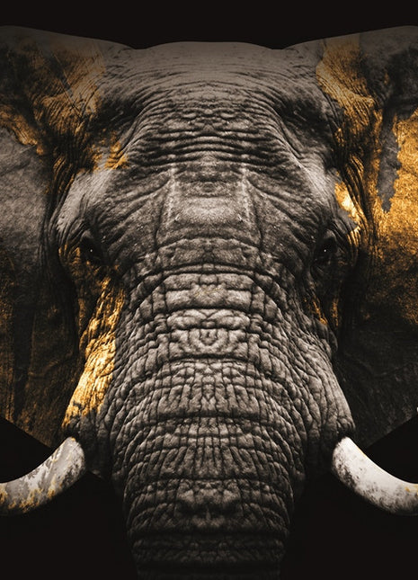 Glasbild 120x80cm Elefant